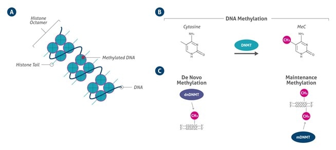 Metilación del ADN